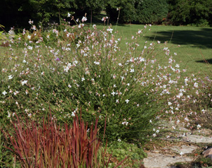 Gaura lindheimeri BELLEZA® Dark Pink (Beeblossom)