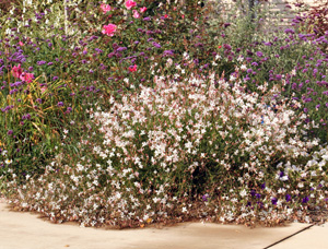 The species can get quite large, with the long flower spikes flopping over by the end of the summer.