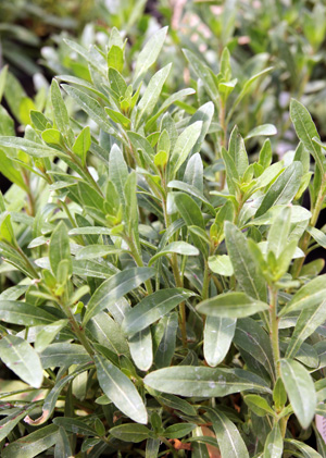 The leaves are narrow and lance-shaped.