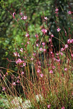 Flowers are produced on long, wiry stems.