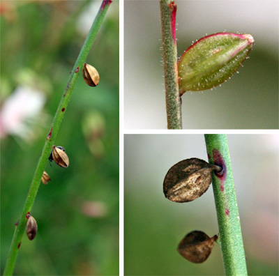 Flowers are followed by angular fruits.