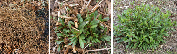 Once the dead overwintered stems (L) are removed new foliage emerges (C) to form a basal clump of leaves (R).