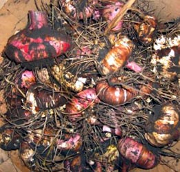 Gladiolus corms curing.