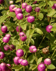 Globe amaranth flowers.