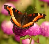 Butterflies are attracted to the flowers. 