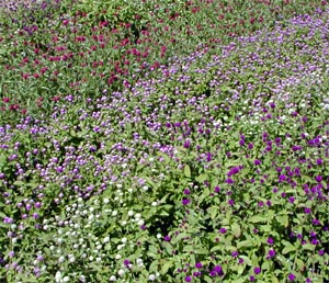 There are many cultivars of gomphrena in a variety of colors.