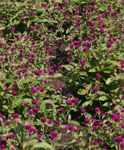 Purple gomphrena.