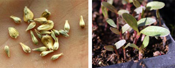 Seeds and seedlings of Gomphrena globosa. 