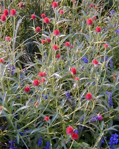 Red globe amaranth growing with blue flowers.