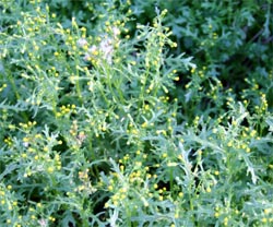 Common groundsel is not highly conspicuous, because the flowers never open all the way. 