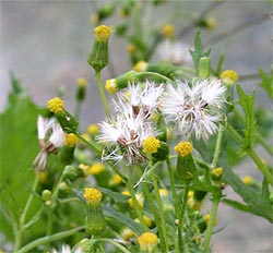 Common groundsel produces small yellow flowers and dandelion-like seedheads. 