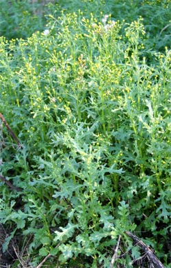 Common Groundsel, Senecio – Wisconsin Horticulture