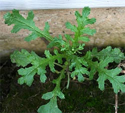 Common groundsel plant. 