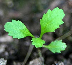 Seedling of common groundsel. 