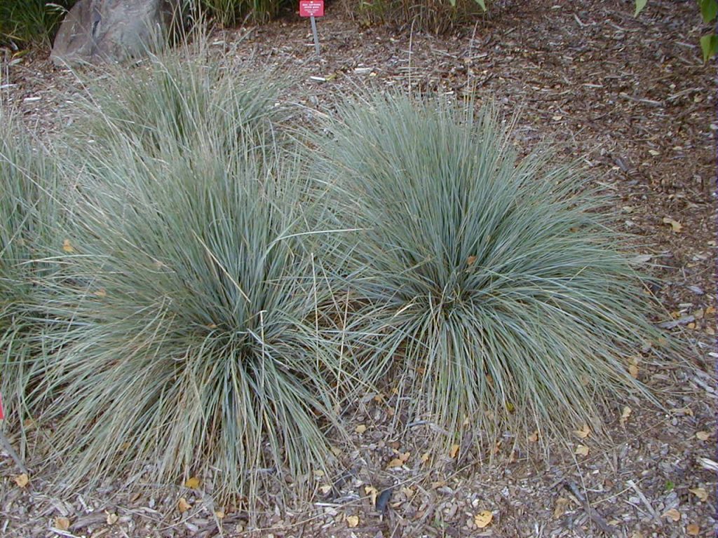 Blue Oat Grass, Helictotrichon sempervirens