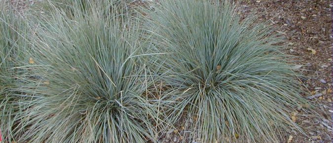 Blue Oat Grass, Helictotrichon sempervirens