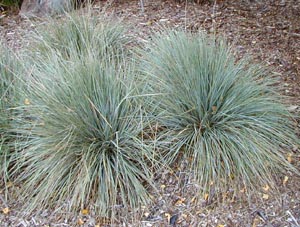 Blue oat grass forms nice clumps of steely blue foliage.