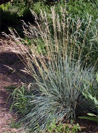 La hierba de avena azul produce espigas de flores altas por encima de las hojas.