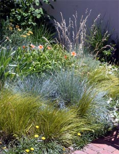 Helictrotrichon combines well with other grasses and perennials.