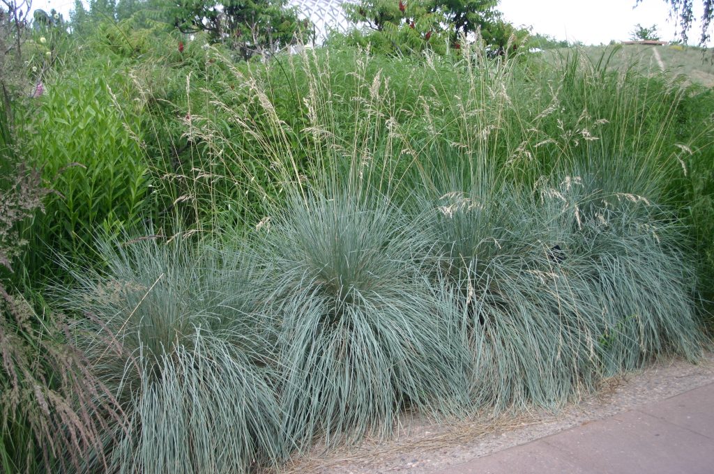 Clump of blue oat grass showing steel-blue foliage in dense, spiky mounds