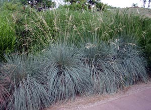 Helictrotrichon in de botanische tuinen van Denver.