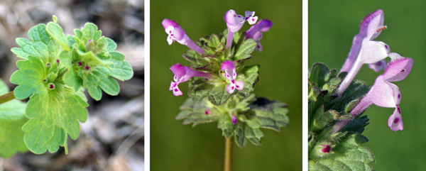 Henbit has axillary infloresences in the leaf whorls (L) and produces clusters (C) of typical mint family-type flowers with a colorful tubular corolla (R).