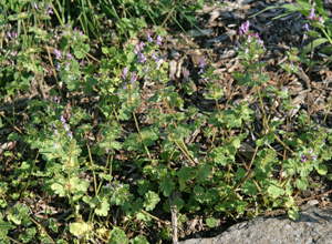 An infestation of henbit in a garden area.