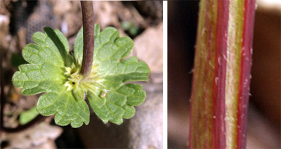 Henbit whorls of has rounded, lobed leaves clasping (L) the slightly hairy stem (R).