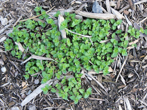An overwintered henbit plant in early spring.