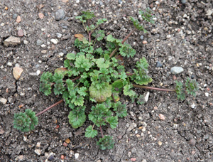 Henbit grows many weak stems.