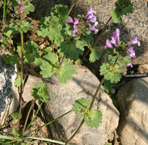 Henbit, Lamium amplexicaule, flowering in spring.