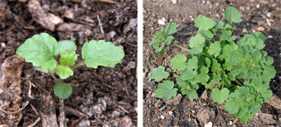 Seedling (L) and young plant of Lamium amplexicaule.