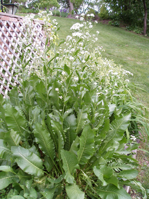 Horseradish in bloom. Photo by Mark Dwyer.