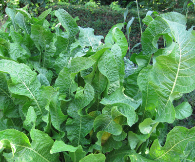 A horseradish plant. Photo by Mark Dwyer.