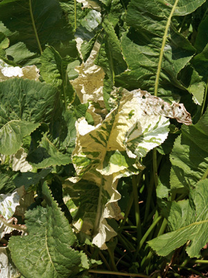 Variegated leaf on a horseradish plant.