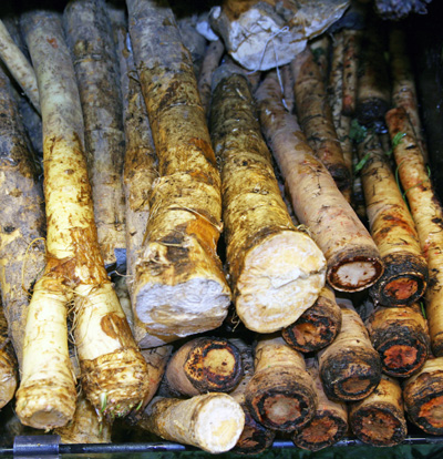 Horseradish roots.