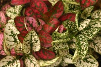 There are many varieties of Hypoestes in a range of colors. 
