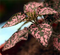 Polka Dot Plant (Hypoestes Phyllostachya)