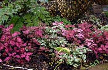 Hypoestes can be grown as a bedding plant to add color in partially shaded areas.