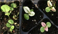 The cotyledons of Hypoestes seedlings are green, but the first set of true leaves shows color.