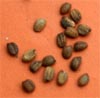 Hypoestes seeds. 