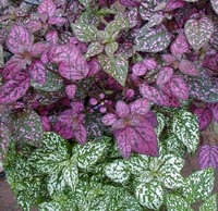 Polka dot plant offers interesting foliage.