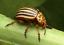 Large insects, such as this Colorado potato beetle, can be hand-picked from plants. Photo by USDA-ARS.