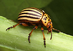  Les gros insectes, comme ce doryphore de la pomme de terre, peuvent être cueillis à la main sur les plantes. Photo de l'USDA-ARS.