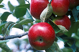  Certaines variétés de pommes résistent à un ou plusieurs ravageurs. Photo de USDA-ARS 