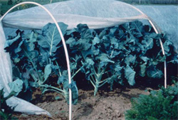 Ground control for pests: Methods of control