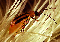 A western corn rootworm, an insect that can be controlled by crop rotation. Photo by USDA-ARS.