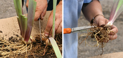 Use a clean knife or shears to cut the rhizomes apart. Then trim any dead or damaged roots.