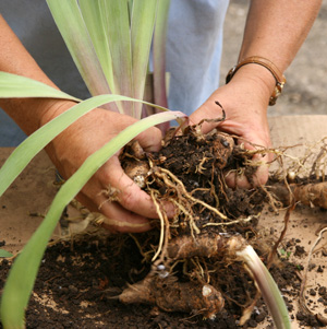 Separate lifted rhizomes by pulling them apart.