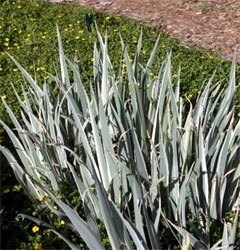 Iris pallida foliage.